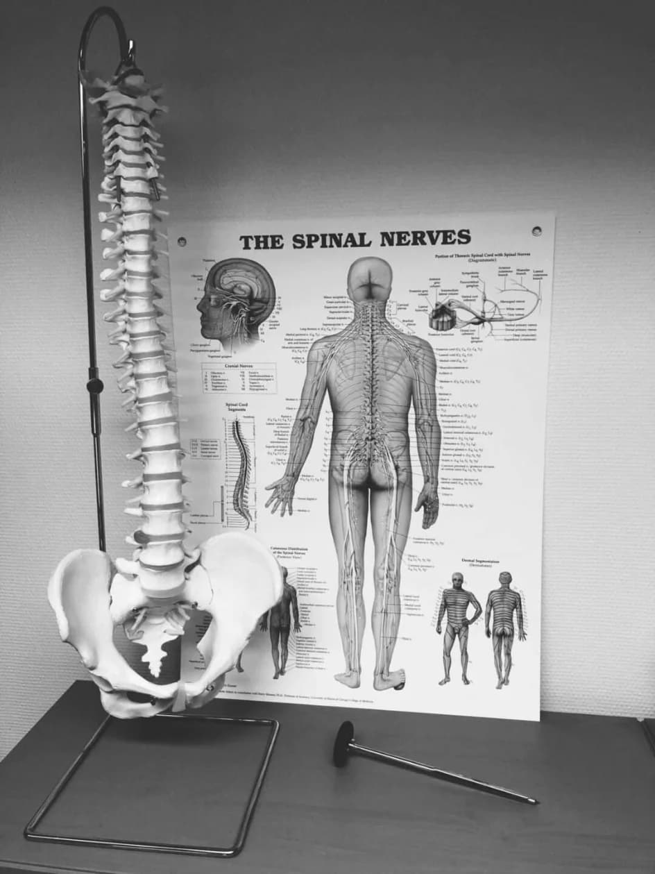 Ryggrad och nervsystem