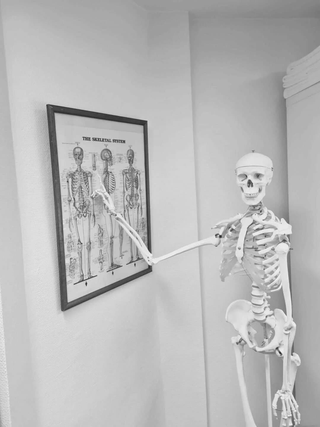 Undervisning med skelett